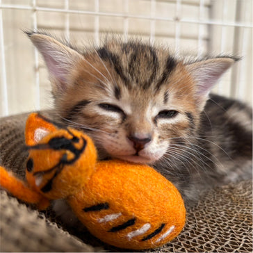 子猫の枕にも
