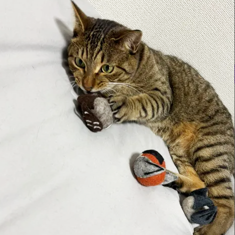 かじっても安心、接着剤を使っていません