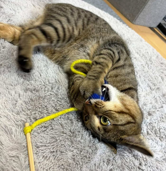 魚じゃらしに夢中のラテちゃん、2歳