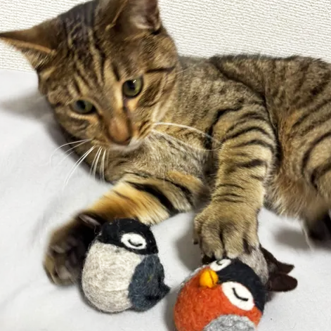 3羽つかまえて満足のキジトラさん