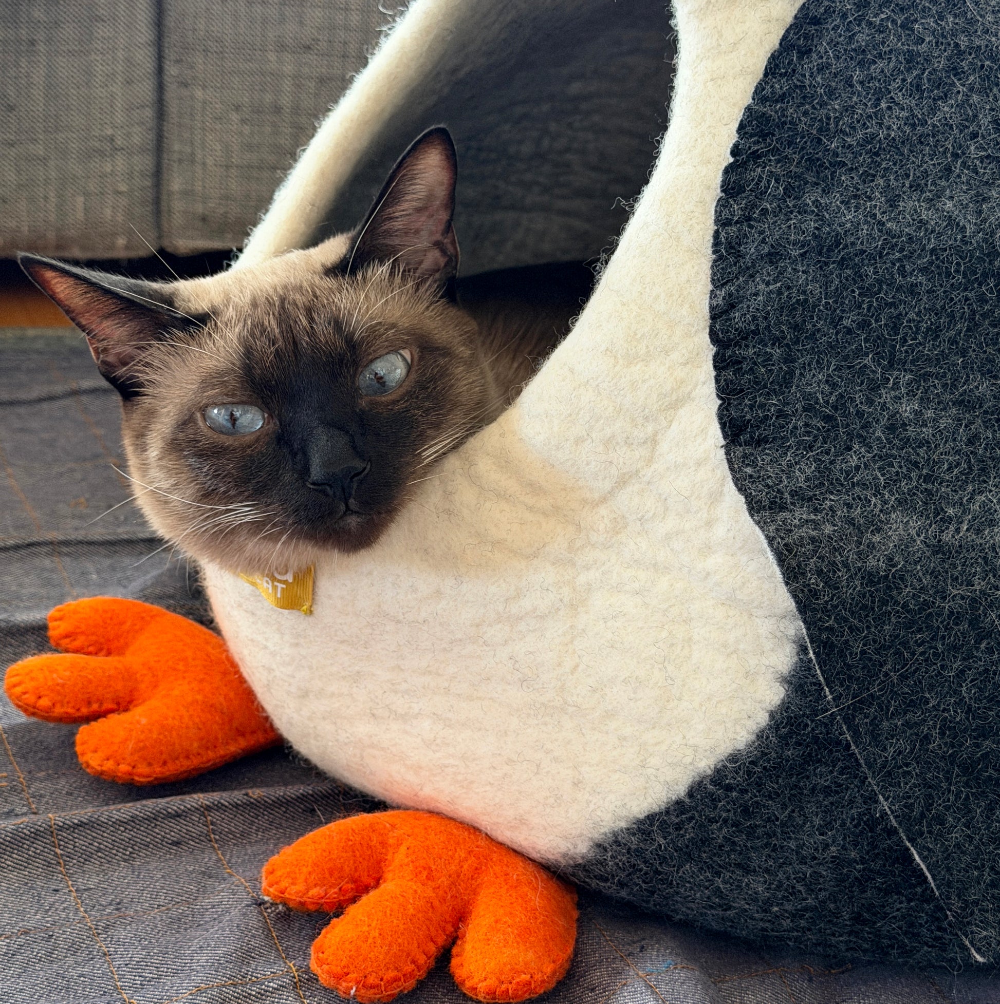 あごのせが好きなねこにも好評。6.1kg MIX 男の子