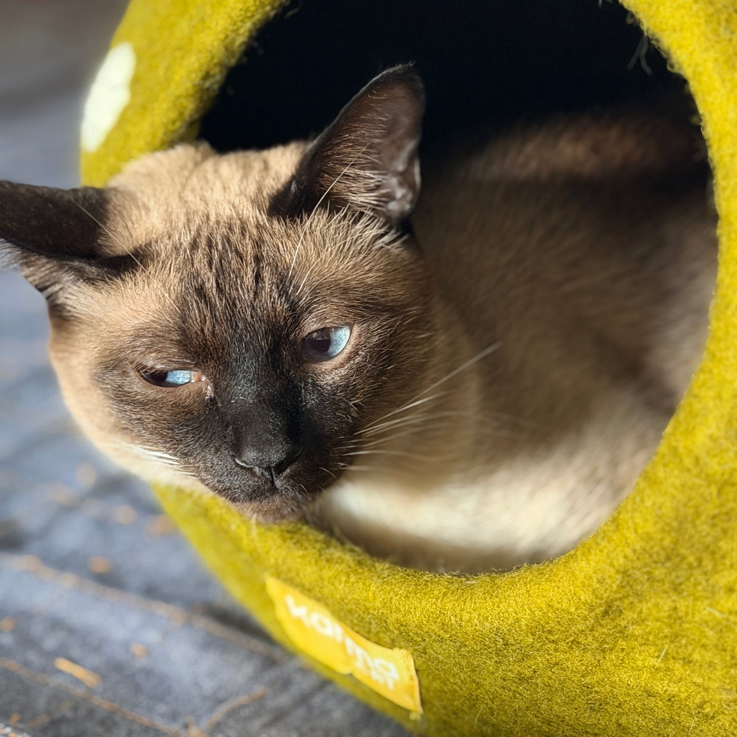 あごのせが好きなねこにも好評。
6.1kg MIX 男の子