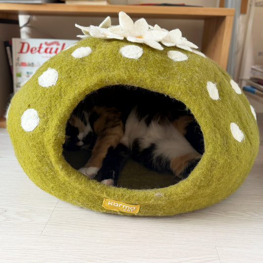 おなかを出して寝ているモフモフがいます