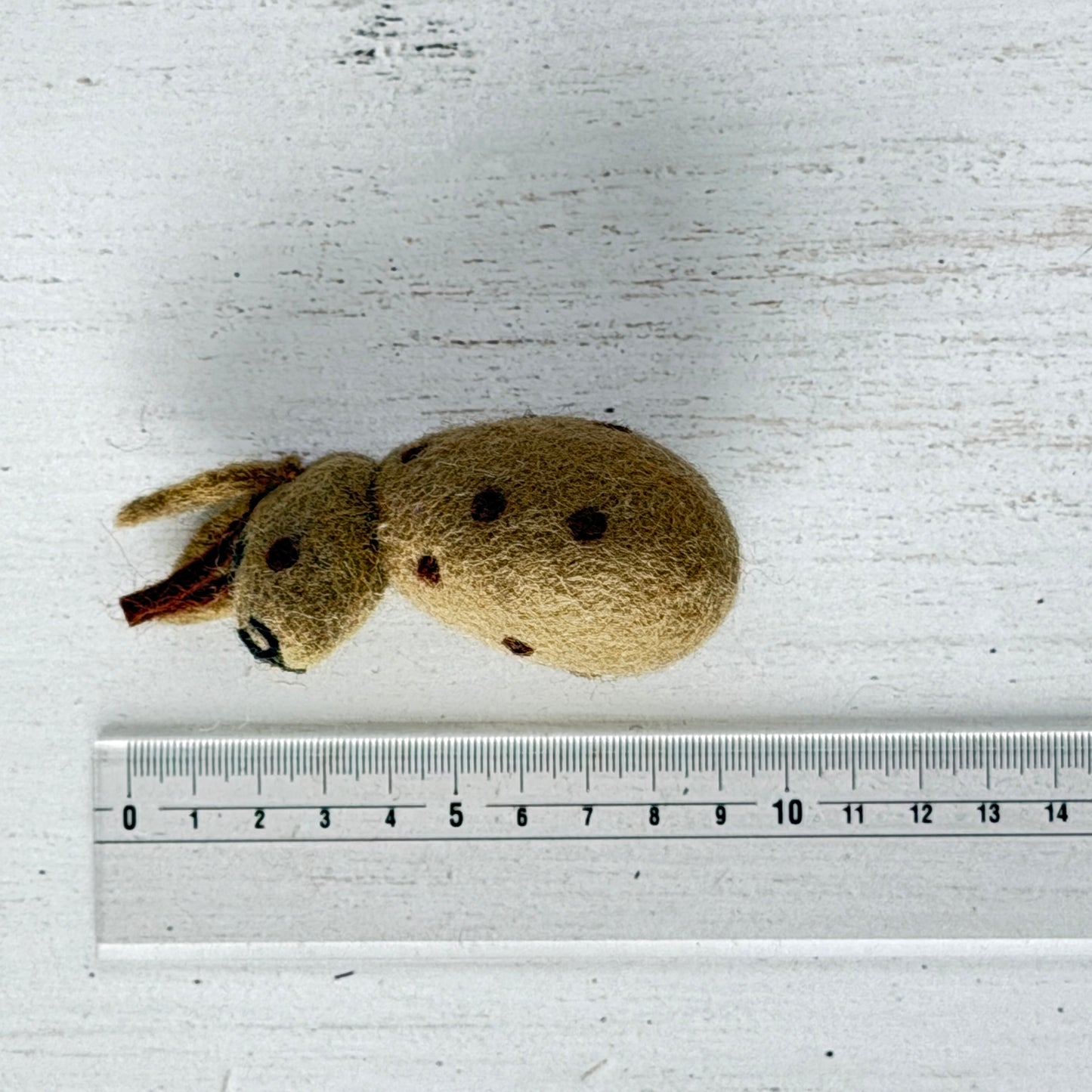 動物園 コンプリートセット