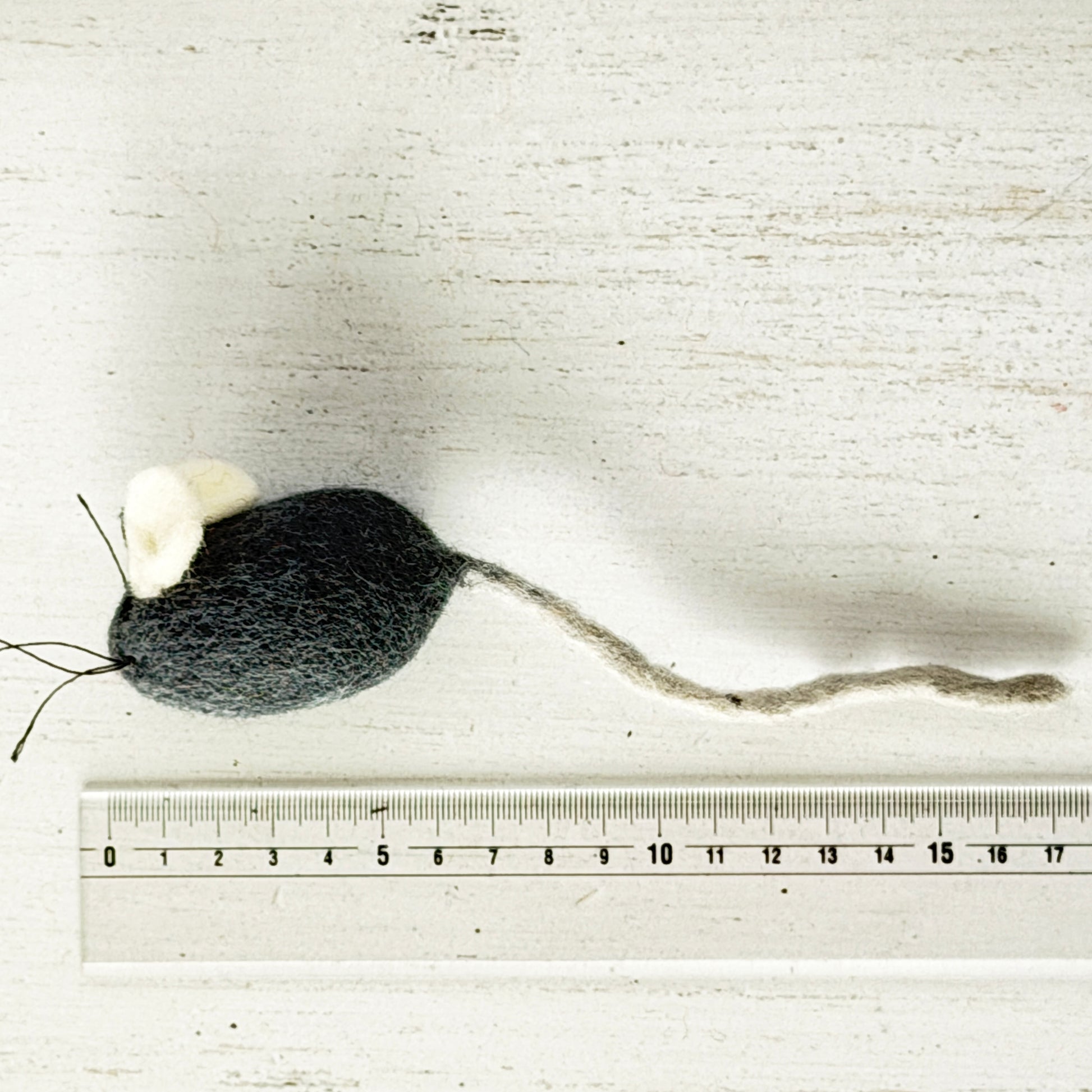 個体差があるためサイズは参考までに