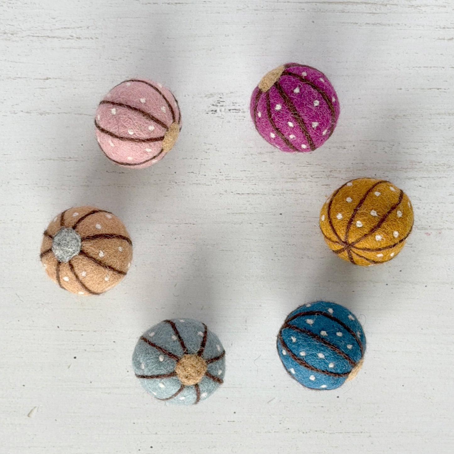 ふじつぼ（カラーはお任せ）