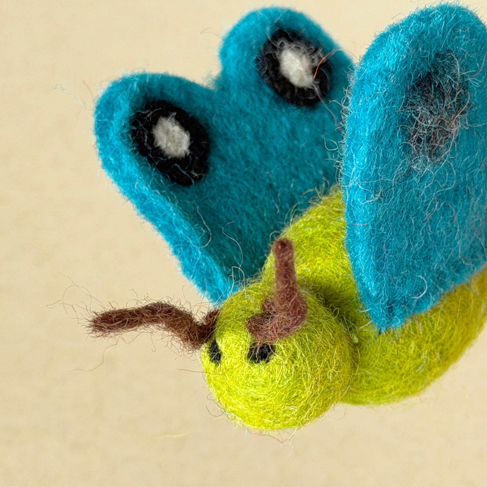 トルコブルーの羽のちょうちょは、ボディが明るいグリーンです