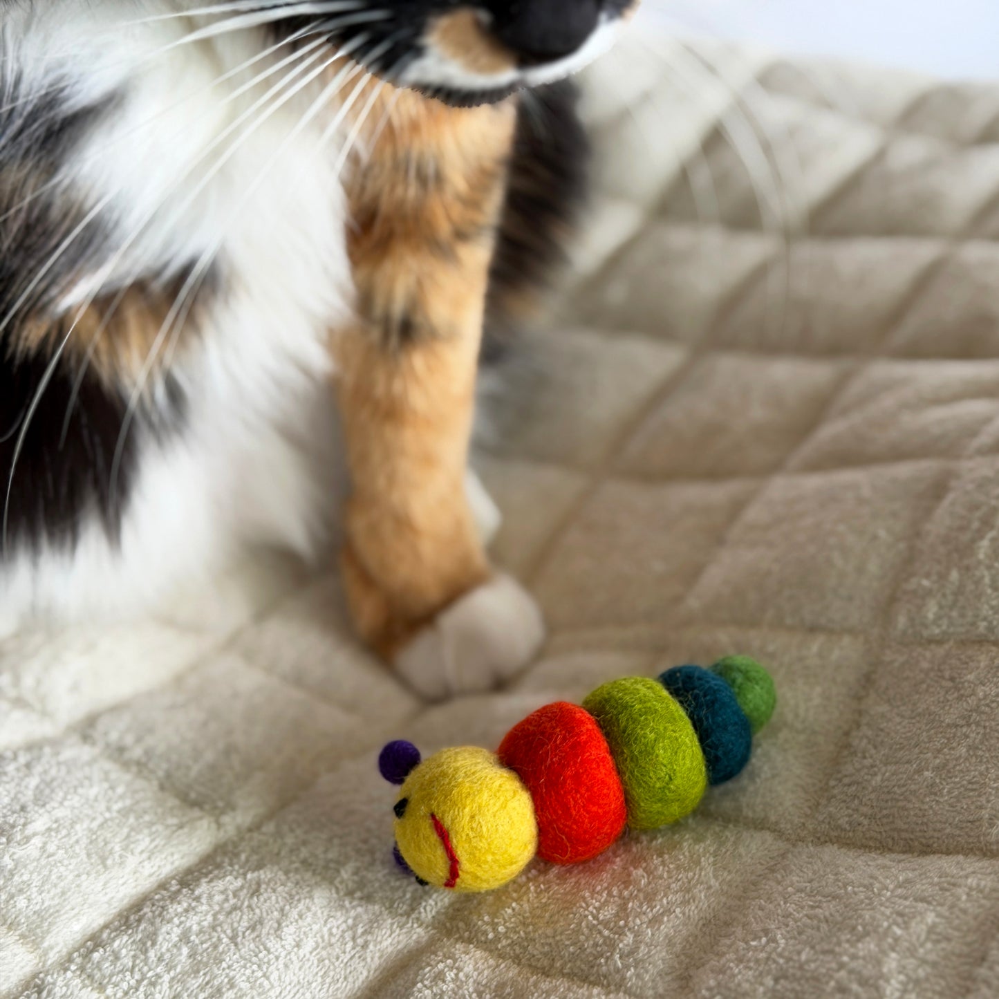 ビフォアアフターセット