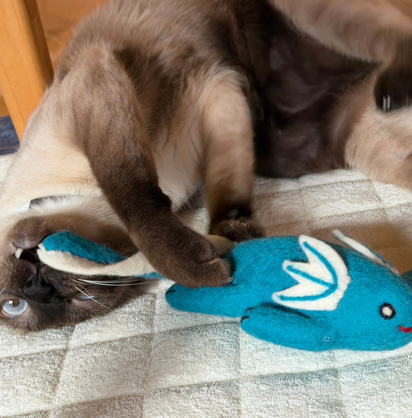 本気の嚙みつきにも、余裕の笑顔のウーパールーパー