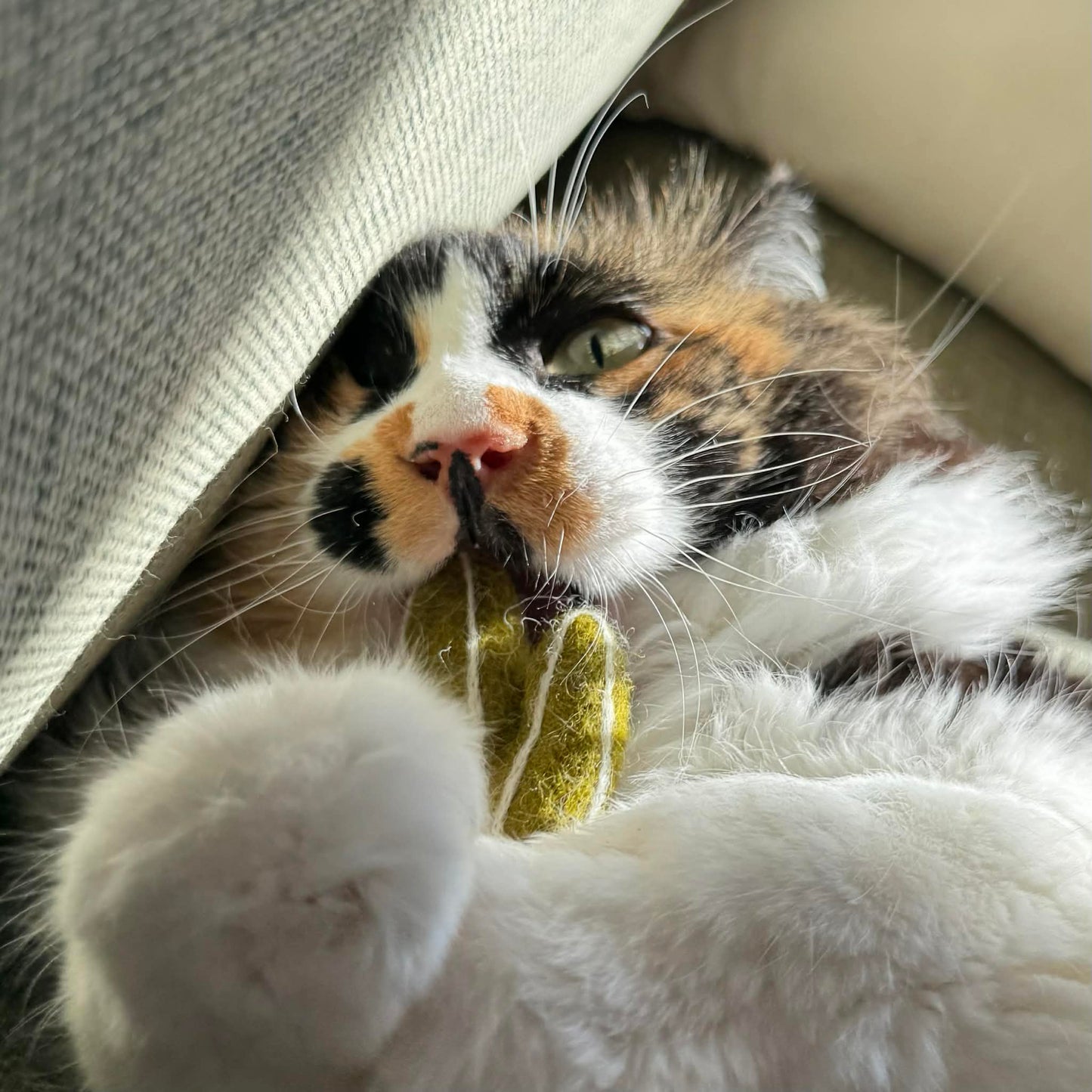 メキシコ土産 コンプリートセット