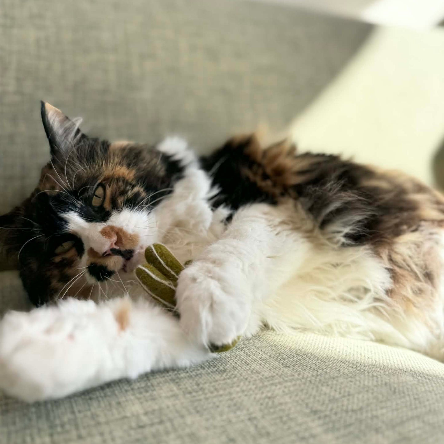 メキシコ土産 コンプリートセット