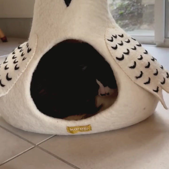 タコじゃらしと一緒に