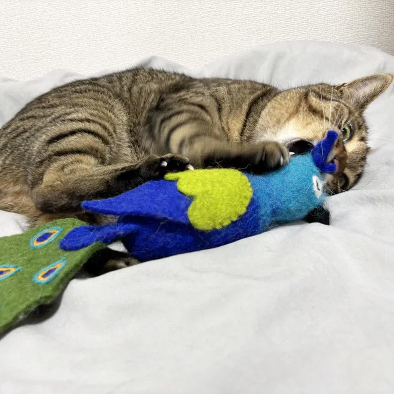 《New》クジャクのけりけり