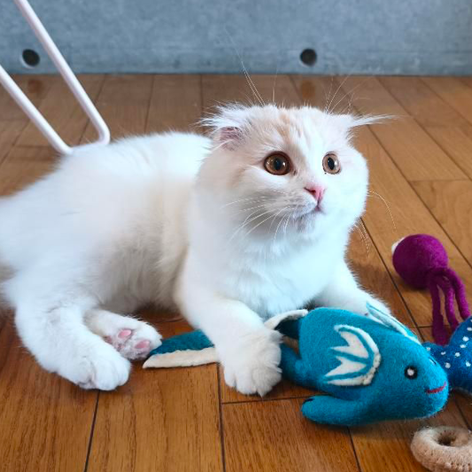 ウーパールーパーのけりけり